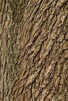 Deciduous tree bark. Textural background photo