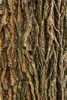 Deciduous tree bark. Textural background photo