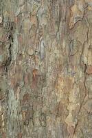 Deciduous tree bark. Textural background photo