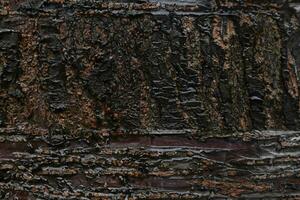 Deciduous tree bark. Textural background photo