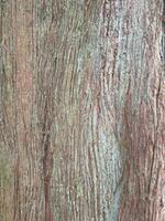 Deciduous tree bark. Textural background photo