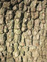 Deciduous tree bark. Textural background photo