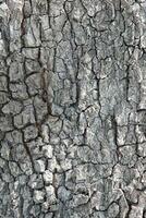 Deciduous tree bark. Textural background photo