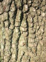 Deciduous tree bark. Textural background photo