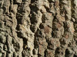 Deciduous tree bark. Textural background photo