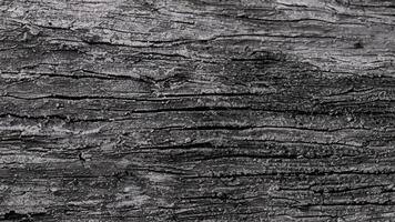 Deciduous tree bark. Textural background photo