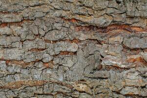 Deciduous tree bark. Textural background photo