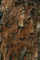 caduco árbol ladrar. textural antecedentes foto