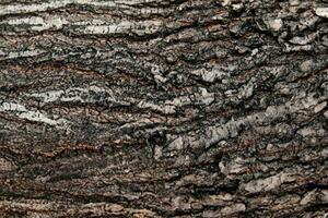 Deciduous tree bark. Textural background photo