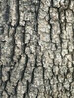 AI generated Deciduous tree bark. Textural background photo