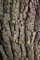 AI generated Deciduous tree bark. Textural background photo