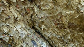 AI generated Deciduous tree bark. Textural background photo