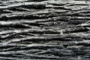 AI generated Deciduous tree bark. Textural background photo