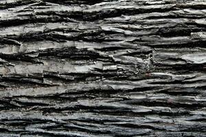 AI generated Deciduous tree bark. Textural background photo