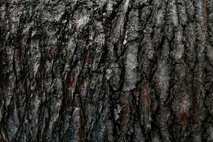 AI generated Deciduous tree bark. Textural background photo