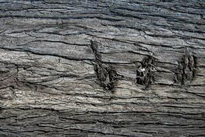 AI generated Deciduous tree bark. Textural background photo