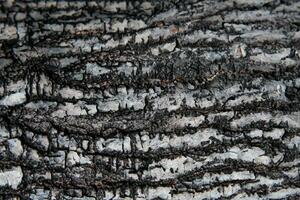 AI generated Deciduous tree bark. Textural background photo