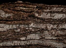 AI generated Deciduous tree bark. Textural background photo