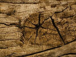 AI generated Deciduous tree bark. Textural background photo