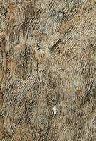 AI generated Deciduous tree bark. Textural background photo