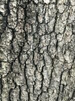 AI generated Deciduous tree bark. Textural background photo