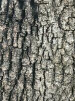 AI generated Deciduous tree bark. Textural background photo