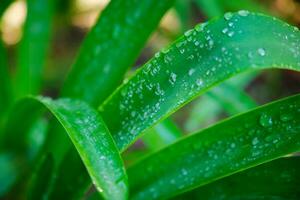 Lush green grass leaves with drops of water dew droplets in the wind in morning photo