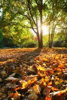 Golden autumn fall October in famous Munich relax place - Englishgarten. Munchen, Bavaria, Germany photo