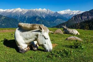 Horses in mountains. Himachal Pradesh, India photo