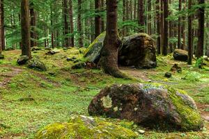 Pine forest with rocks and green moss photo