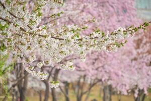 Blooming sakura cherry blossom photo