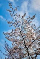 floreciente sakura Cereza florecer callejón en parque foto