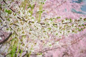 Blooming sakura cherry blossom photo