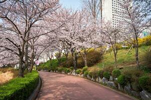 Blooming sakura cherry blossom alley in park photo