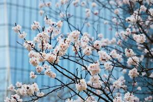 Blooming sakura flowers close up photo