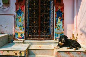 Dog in front of a house door in India photo