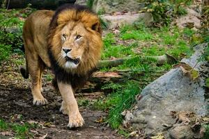 león en selva bosque en naturaleza foto