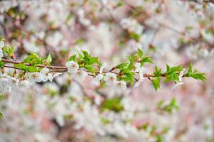 Blooming sakura cherry blossom photo