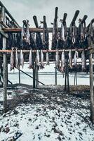 Drying flakes for stockfish cod fish in winter. Lofoten islands, photo