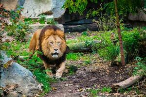 león en selva bosque en naturaleza foto