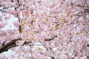 Blooming sakura cherry blossom photo