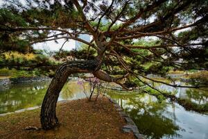 Yeouido Park in Seoul, Korea photo