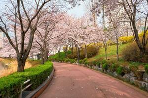 Blooming sakura cherry blossom alley in park photo