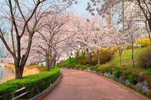 Blooming sakura cherry blossom alley in park photo