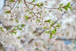 floreciente sakura Cereza florecer foto