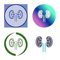 Kidney Vector Icon