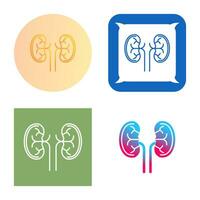 Kidney Vector Icon