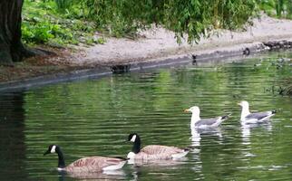 Cute Birds in a Garden photo