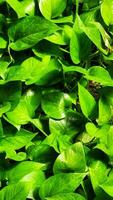 Green leaves background, nature green leaf background, green leaves background. photo