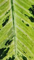 Close up of green leaf texture for background. Nature and environment concept. photo